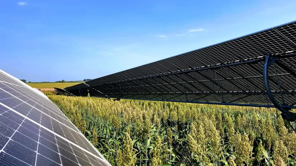 Tracker agrivoltaïque REDEN au-dessus d'un champ de sorgho, Lot-et-Garonne