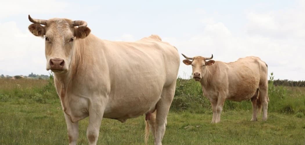 Troupeau de bovins de race charolaise pâturant sur les parcelles du projet, à Chambonchard.