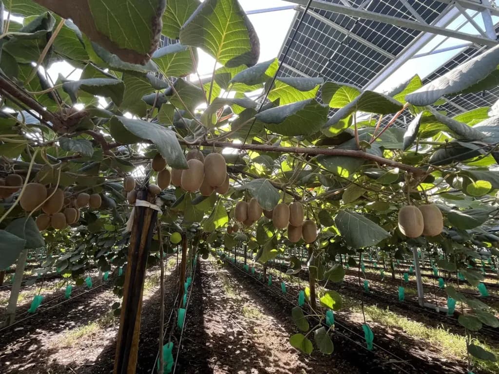 Pergola agrivoltaïque REDEN au-dessus d'un verger